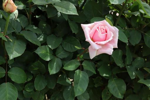 バラ園のピンクの薔薇を撮影した写真 バラ園のピンクの薔薇を撮影した写真の写真
