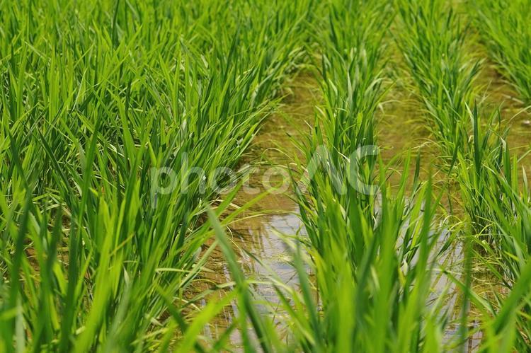 稲の生育状況　イメージ素材 米,新米,こめの写真素材