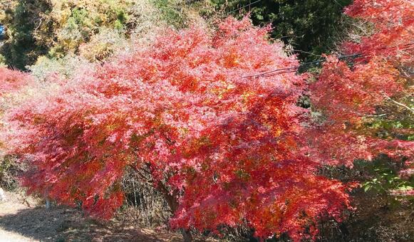 紅葉 もみじ,紅葉,四季の写真素材