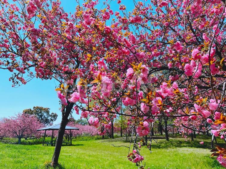 八重桜が映える公園の風景 八重桜,公園,映えるの写真素材