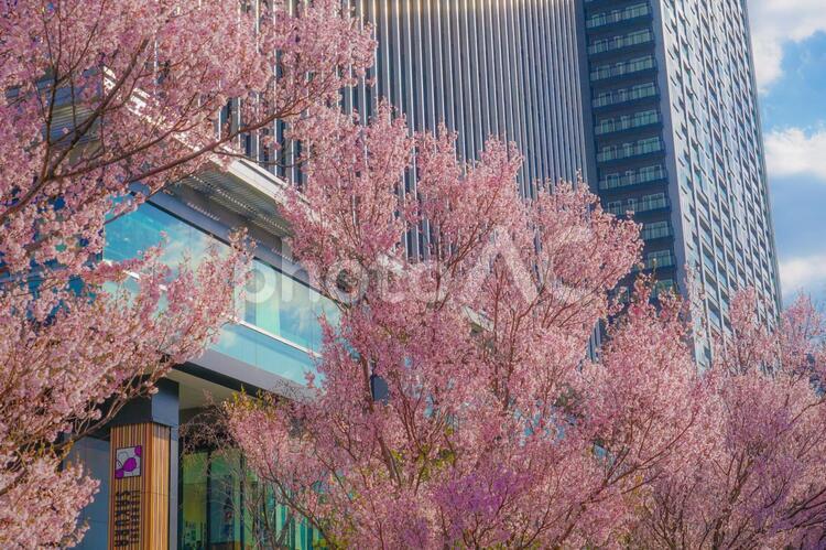 四ツ谷のビル群と満開の桜 四ツ谷,ビル群,ビルの写真素材