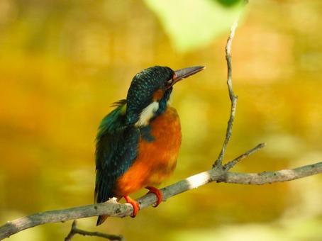 枝の上から空を見上げるカワセミ 枝の上から空を見上げるカワセミ カワセミ,鳥,野鳥の写真素材