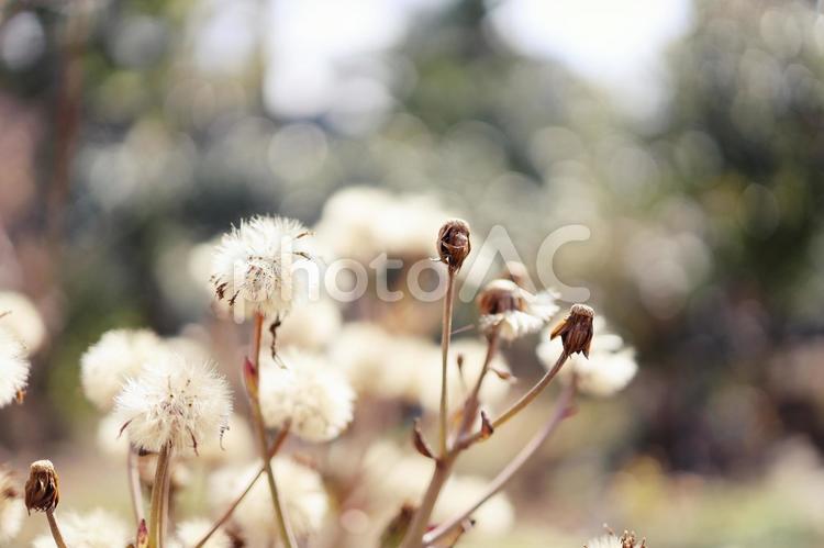ふわふわの綿毛 綿毛,ふわふわ,花の写真素材