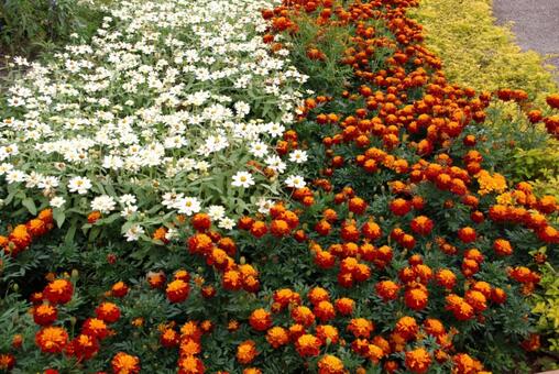 いっぱいの花 いっぱいの花の写真