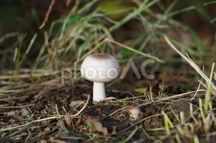 キノコのイメージ キノコ,菌類,生態の写真素材