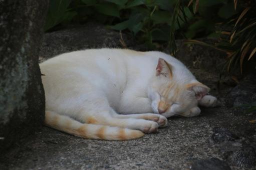ねこ ねこの写真