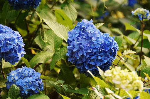 紫陽花 紫陽花,花,花びらの写真素材