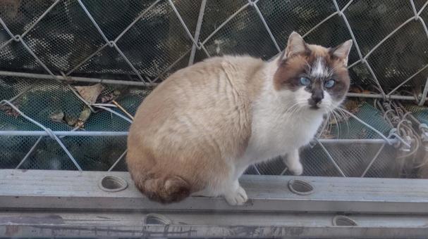 野良猫ちゃん 猫,野良猫,catの写真素材