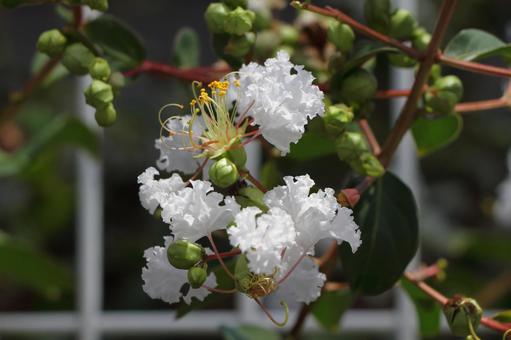サルスベリの花 サルスベリの花 サルスベリ,百日紅,花の写真素材