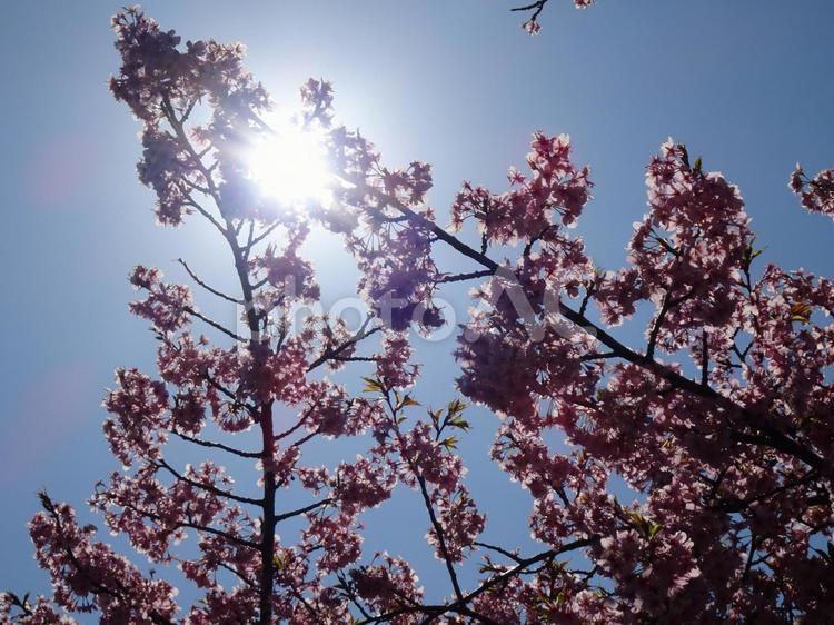 眩しさの中の桜-6 太陽,輝き,ひかりの写真素材