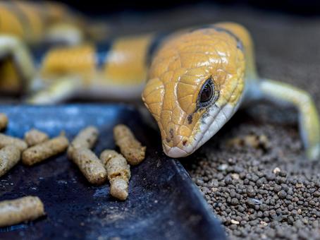 ピーターズバンデッドスキンクのアップの写真