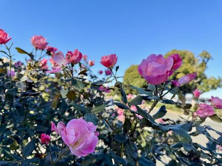 山下公園の秋バラ ピンク 山下公園の秋バラ ピンク 横浜,山下公園,薔薇の写真素材