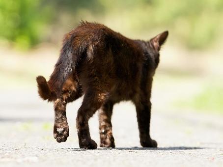 立ち去る野良猫 立ち去る野良猫 猫,野良猫,歩くの写真素材