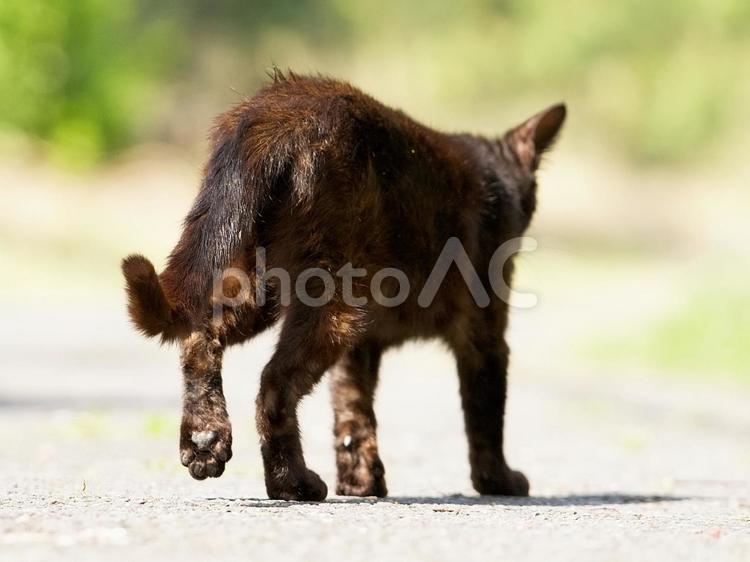 立ち去る野良猫 猫,野良猫,黒猫の写真素材