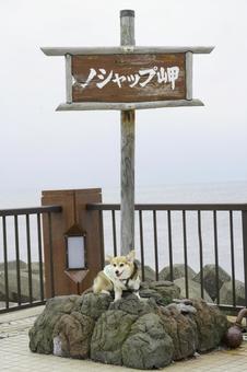 Corgi Cape Noshappu, JPG