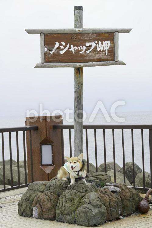コーギー　ノシャップ岬 コーギー,ノシャップ岬,恵山泊漁港公園の写真素材
