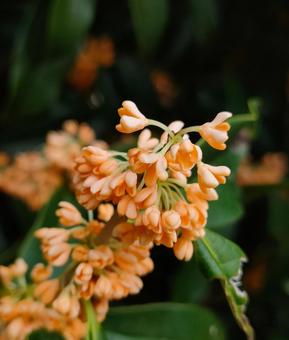 金木犀 キンモクセイ,金木犀,秋の写真素材