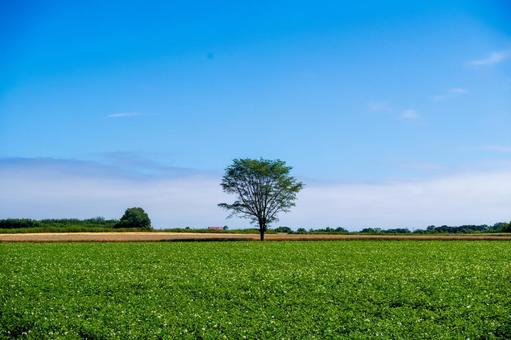 広い畑に立つ一本の木 広い畑に立つ一本の木 木,一本の木,畑の写真素材
