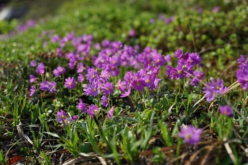 北海道 羅臼岳に咲く高山植物2 北海道 羅臼岳に咲く高山植物2の写真