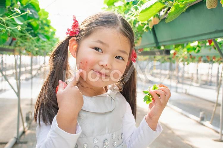 いちご狩りをする子供 いちご狩り,いちご,子供の写真素材