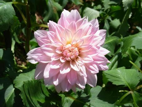 花壇に咲く大輪のピンク色のダリア 花壇に咲く大輪のピンク色のダリア ダリア,花,植物の写真素材