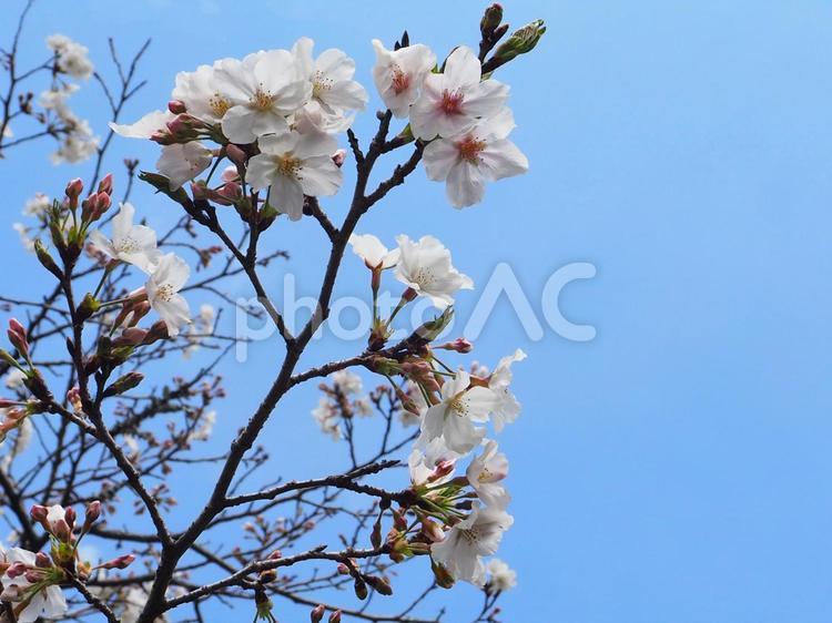 見上げる桜と青空 桜,さくら,青空の写真素材