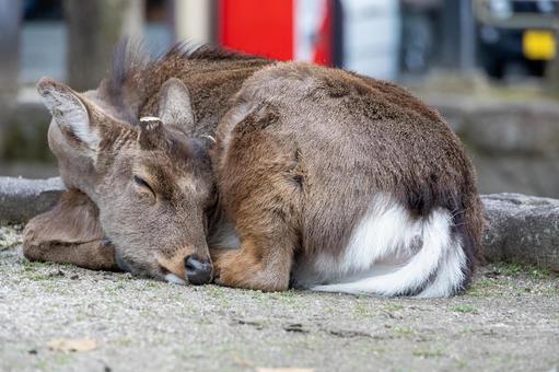 角を切られて悲しく眠る鹿 角を切られて悲しく眠る鹿 鹿,寝る,角の写真素材