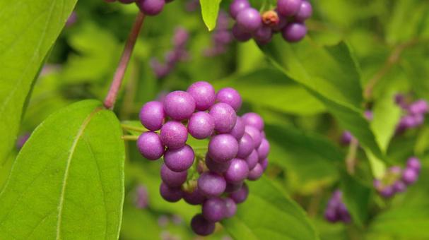 コムラサキの小さな実_10 コムラサキの小さな実_10 コムラサキ,小紫,実の写真素材