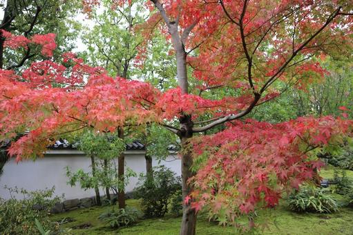 日本庭園 秋 日本庭園 秋の写真