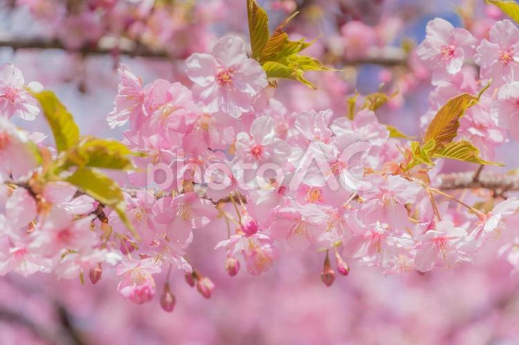 ピンクの可愛い河津桜　春イメージ 桜,さくら,サクラの写真素材