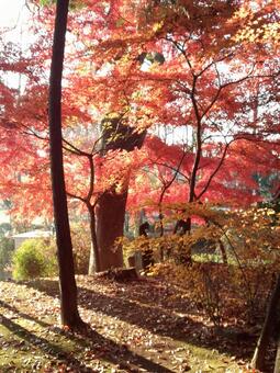 公園の紅葉 公園の紅葉の写真