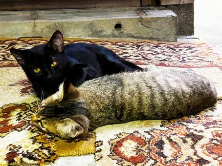 一緒に添い寝する子猫達 一緒に添い寝する子猫達 子猫,ノラ猫,サバトラ猫の写真素材