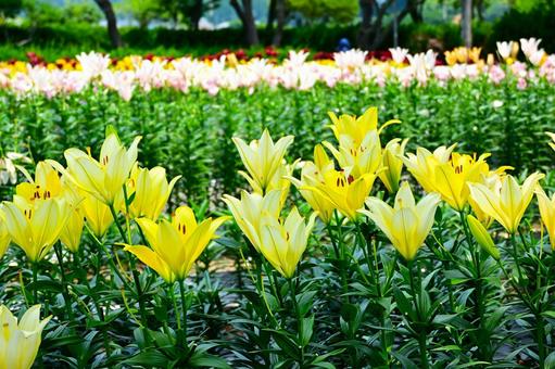 色鮮やかな満開のゆり園 色鮮やかな満開のゆり園 ゆり,百合の花,花の写真素材