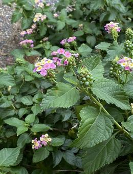 花と蝶1 花と蝶1の写真