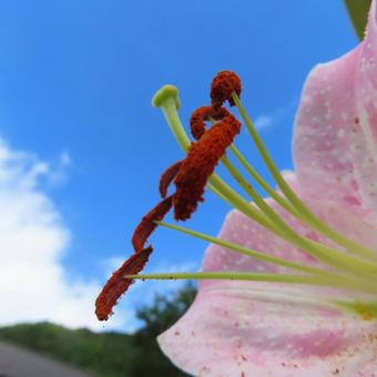 カサブランカ(ユリ) カサブランカ(ユリ)の写真