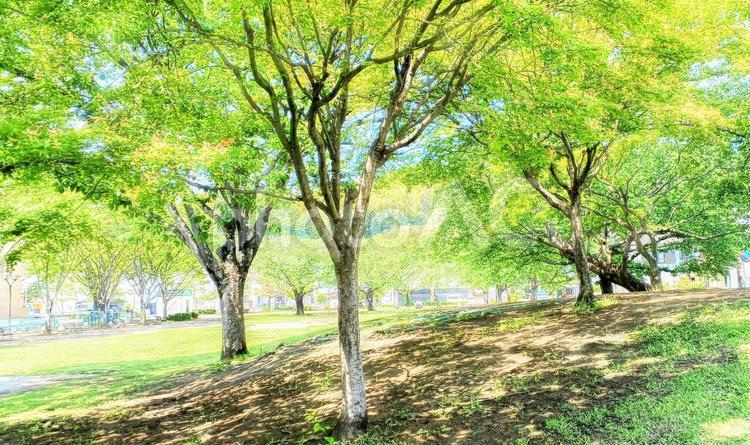 公園の新緑(木陰) 新緑,公園,木々の写真素材