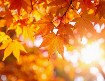 紅葉 紅葉の写真