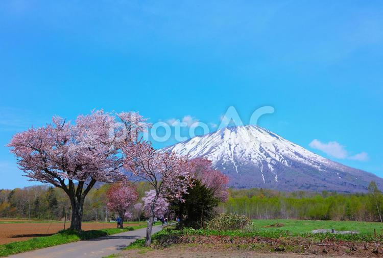 北海道　羊蹄山と桜　Mt. Yotei  北海道,真狩村,羊蹄山の写真素材