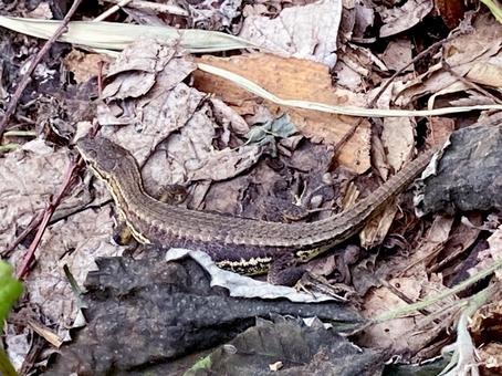 カナヘビ カナヘビ カナヘビ,トカゲ,ニホンカナヘビの写真素材