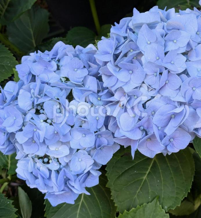 あじさい　アジサイ アジサイ,あじさい,紫陽花の写真素材