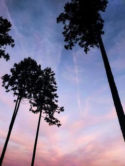 夕暮時の空と木々 夕暮,夕陽,夕刻の写真素材