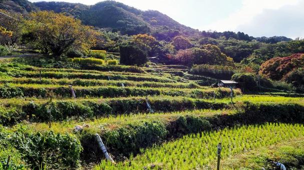 秋の西伊豆の紅葉・石部棚田&山々・松崎町 秋の西伊豆の紅葉・石部棚田&山々・松崎町 秋,石部棚田,紅葉の写真素材