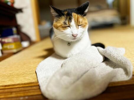 タオルの上に座る三毛猫 三毛猫,室内,畳の写真素材