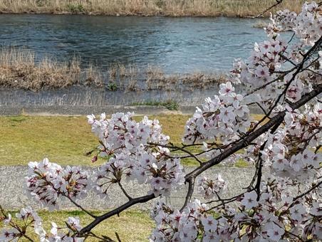 満開の桜と小川 満開の桜と小川 川,小川,桜の写真素材