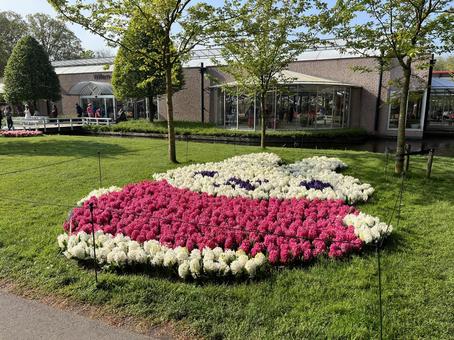 キューケンホフ公園 キューケンホフ,チューリップ,アムステルダムの写真素材