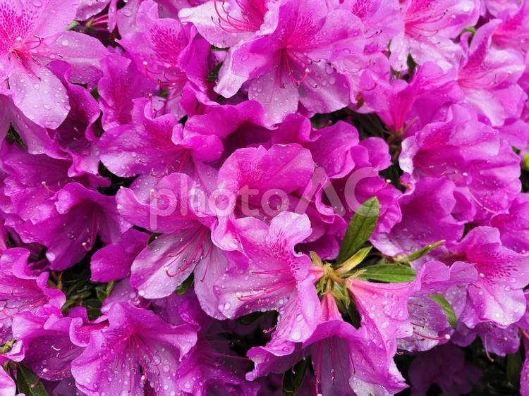 満開のピンク色のツツジが雨上がりに咲く ツツジ,花,春の写真素材