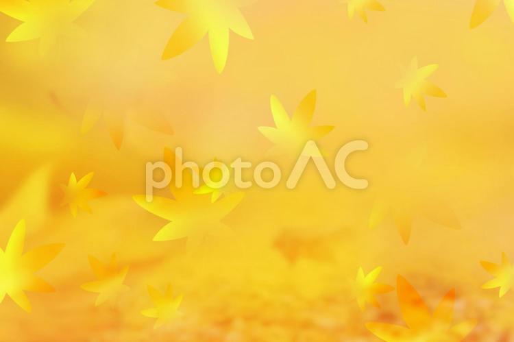 紅葉したもみじが舞い散るイメージ 秋のイメージ,もみじ,ひらひらの写真素材