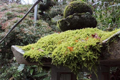 灯籠 苔 灯籠 苔の写真