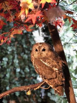 フクロウ フクロウの写真