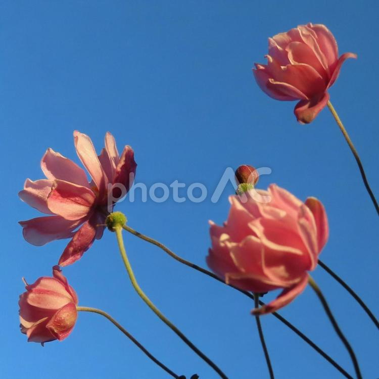 シュウメイギク（秋明菊） シュウメイギク,秋明菊,花の写真素材